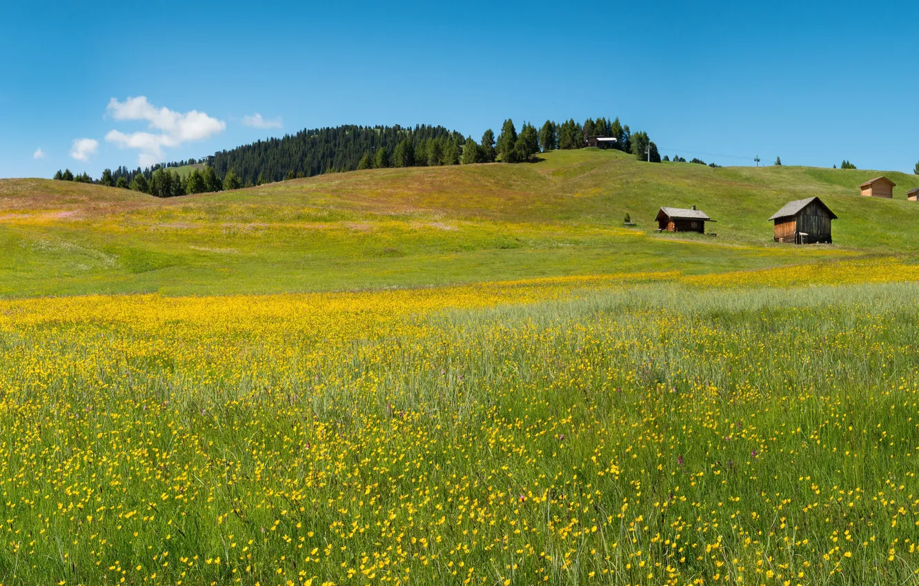 Photo wallpaper field, forest, summer, the sky, grass, flowers, yellow, blue