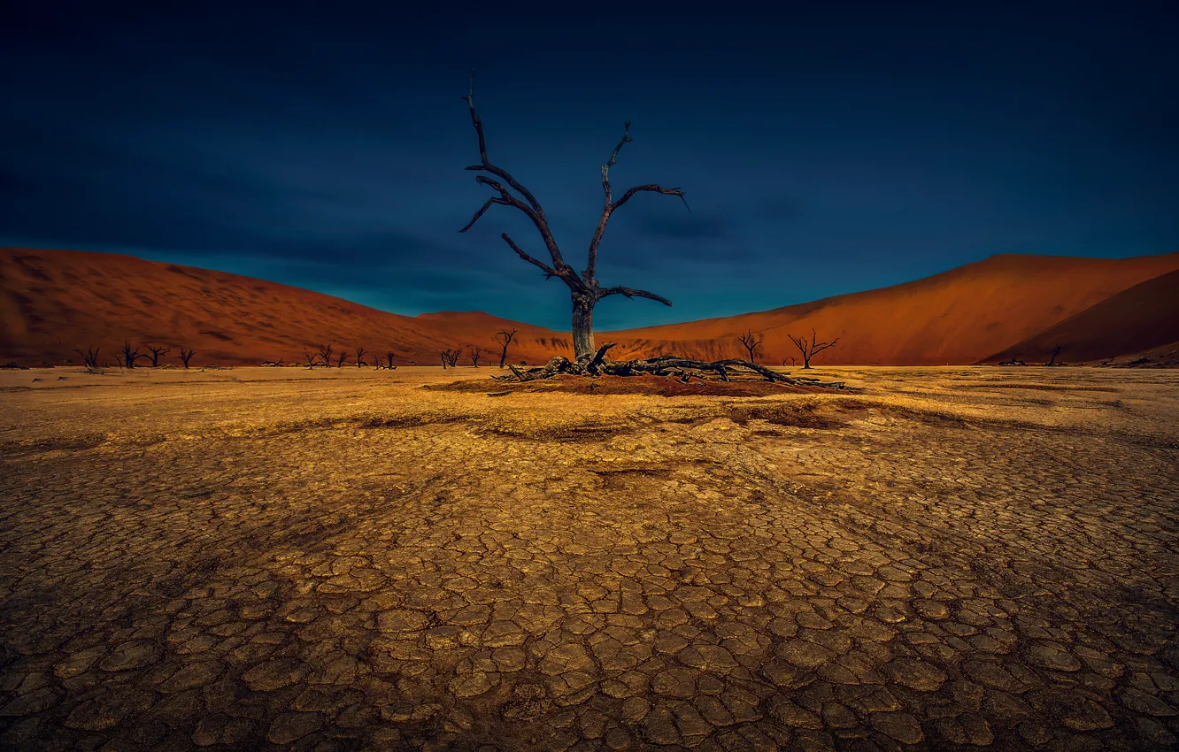 Photo wallpaper the sky, trees, cracked, earth, desert, drought