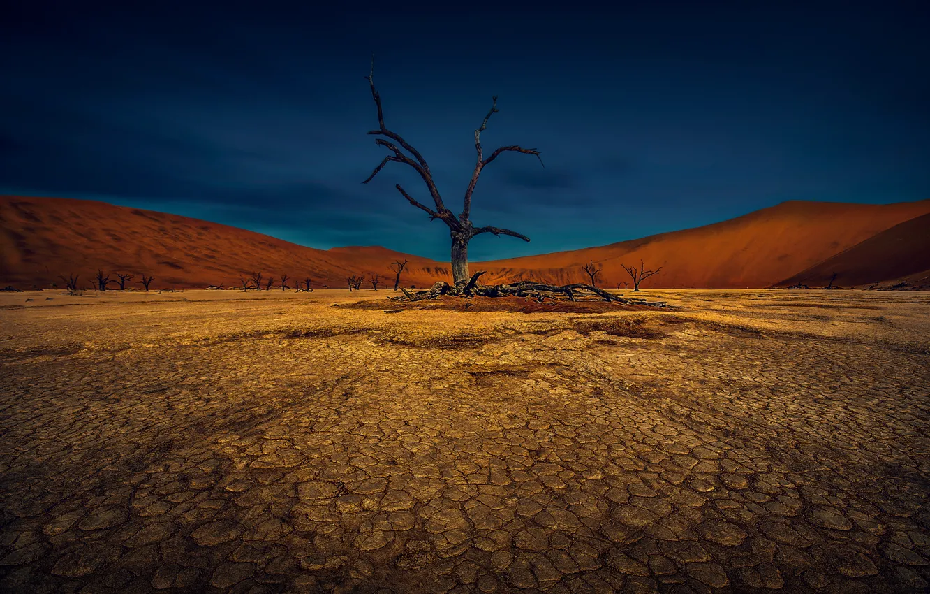 Photo wallpaper the sky, cracked, tree, earth, desert, drought