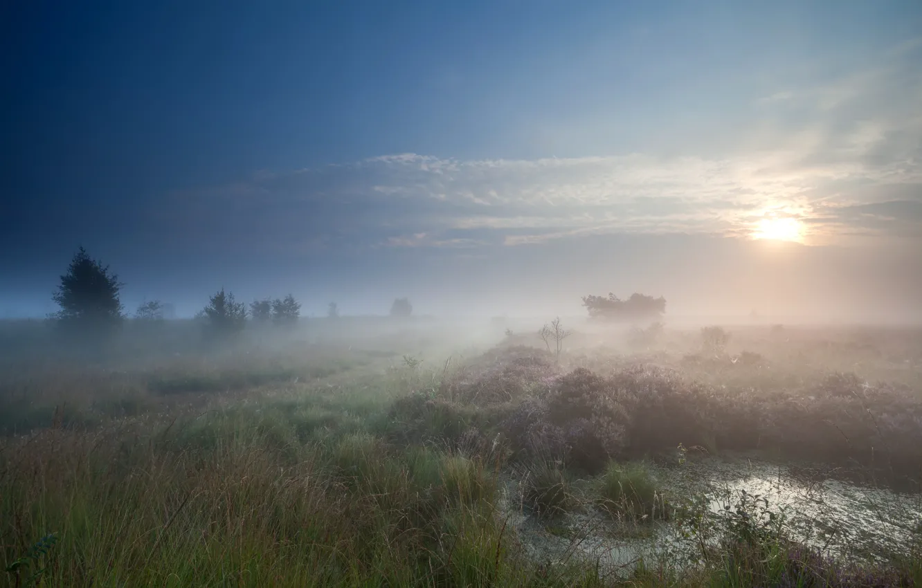 Photo wallpaper field, the sky, grass, the sun, clouds, trees, fog, dawn