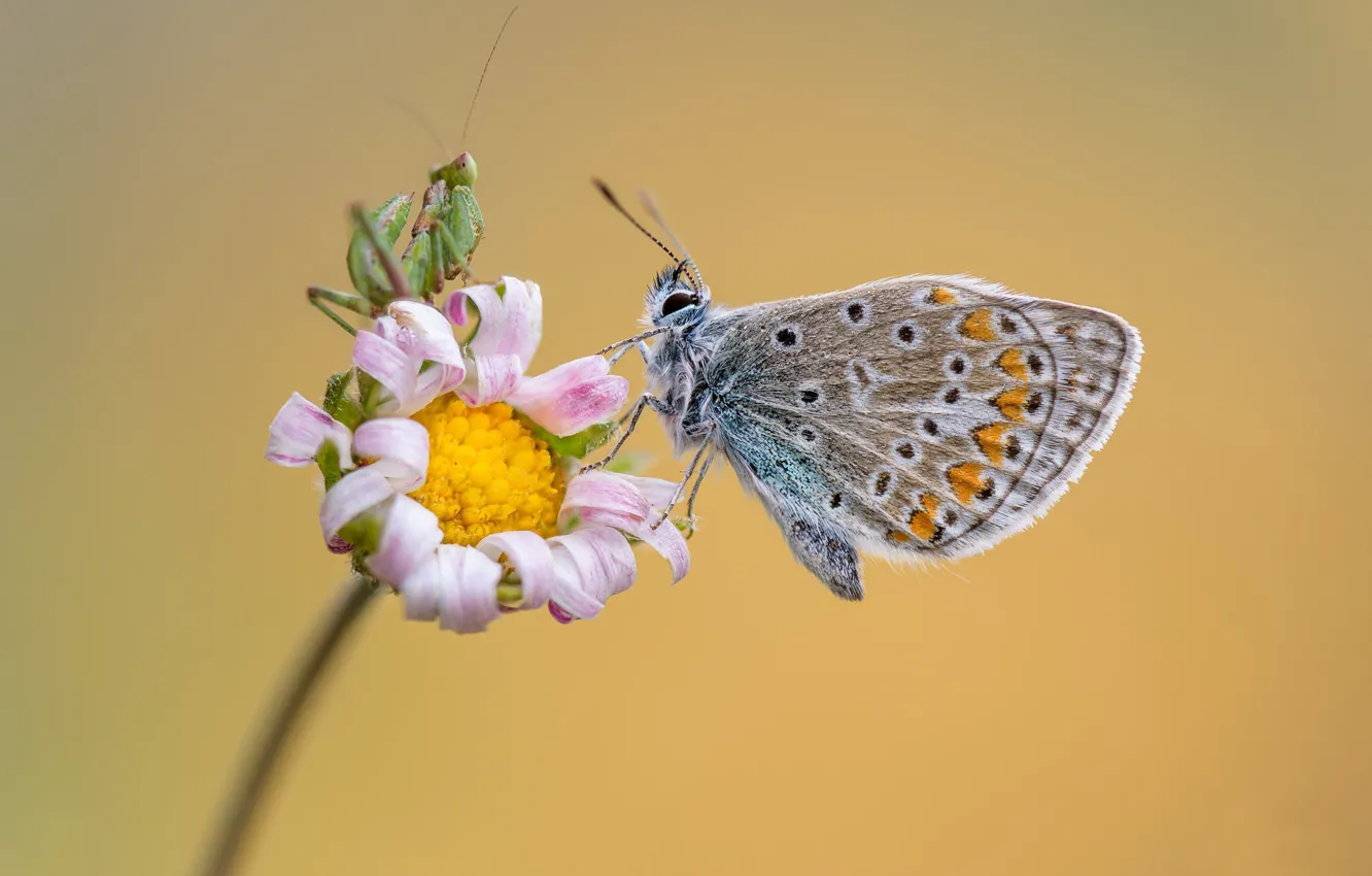 Photo wallpaper flowers, butterfly, grasshopper