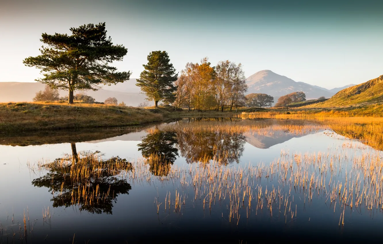 Photo wallpaper trees, lake, morning