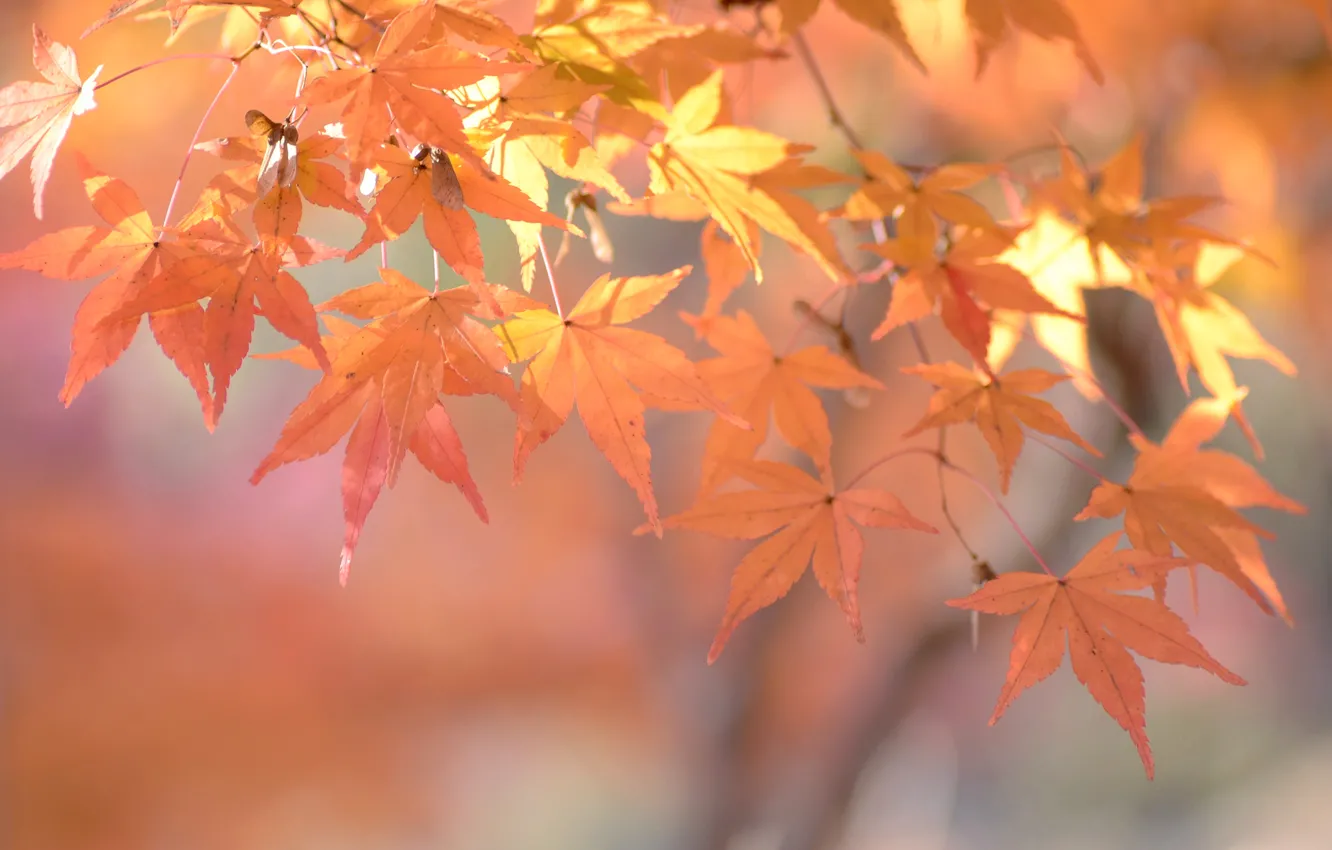 Photo wallpaper autumn, leaves, macro, branches, maple