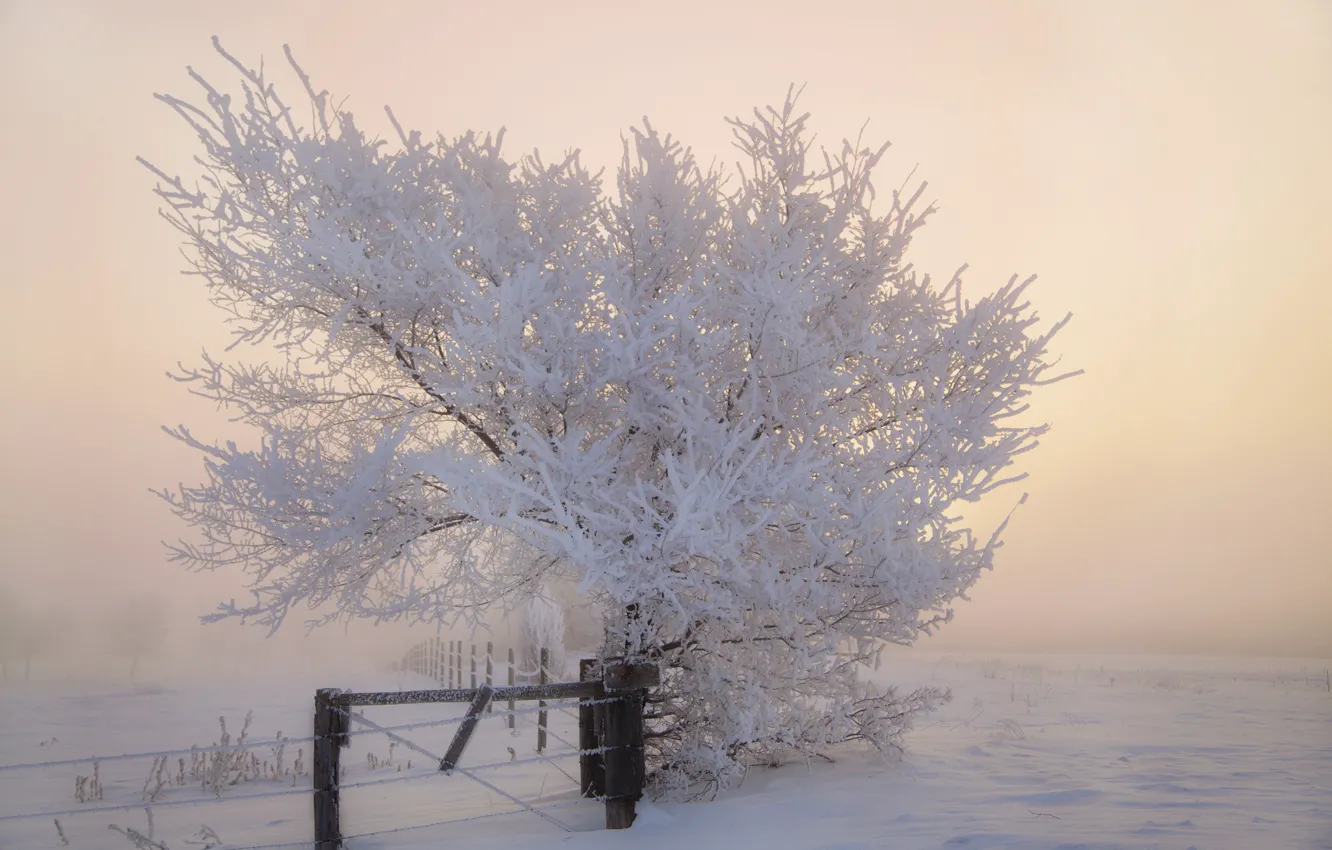 Photo wallpaper winter, frost, snow, tree, the fence, morning, frost