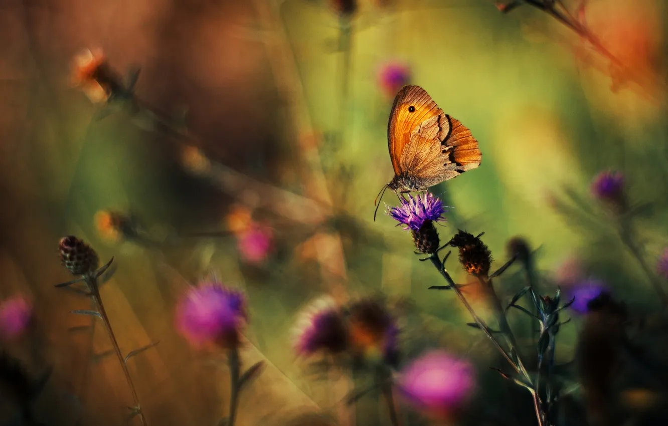 Photo wallpaper macro, flowers, butterfly, Thistle