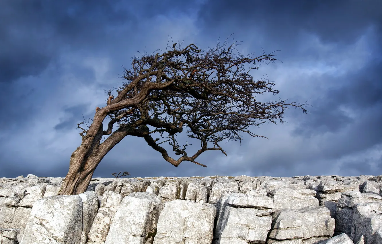 Photo wallpaper field, trees, stones