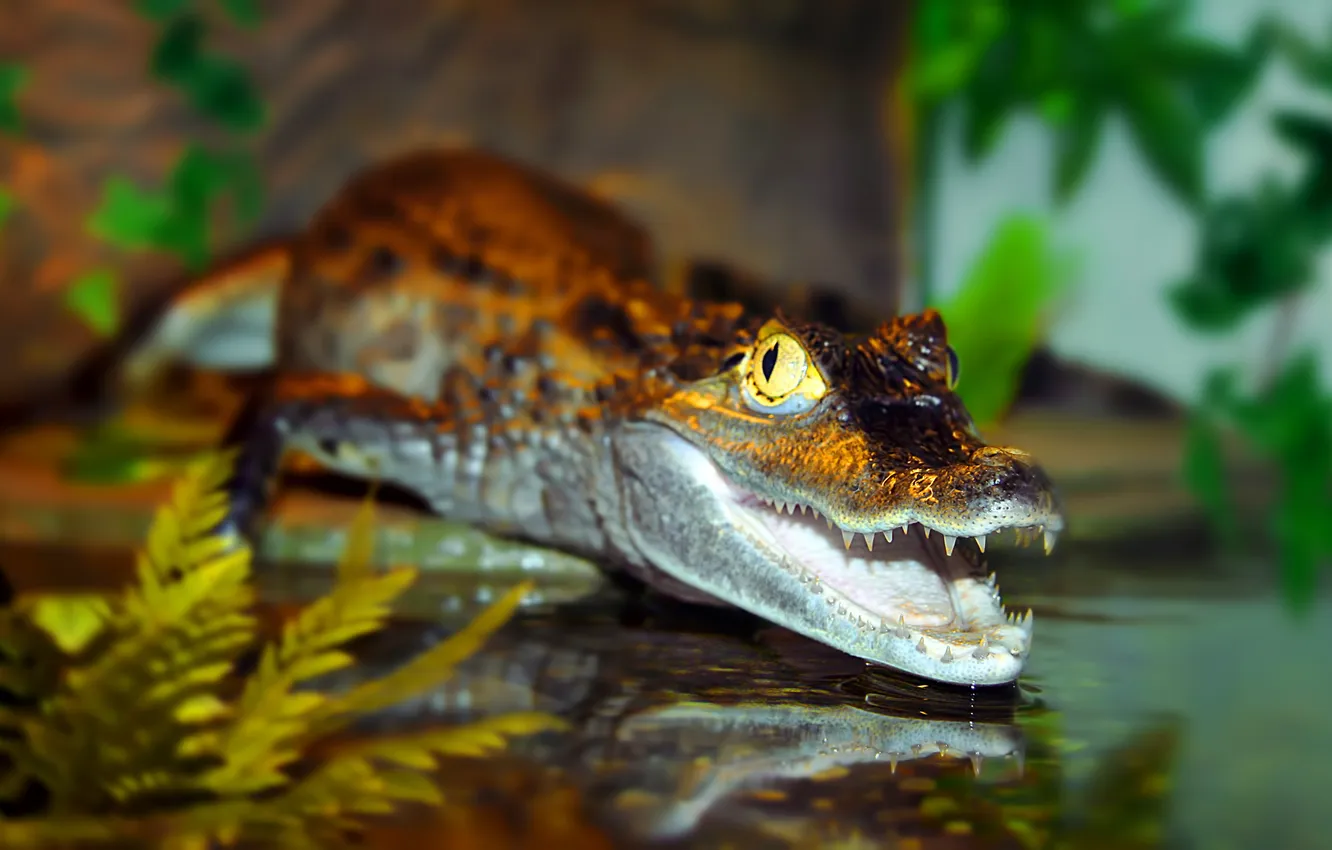 Photo wallpaper water, predator, crocodile