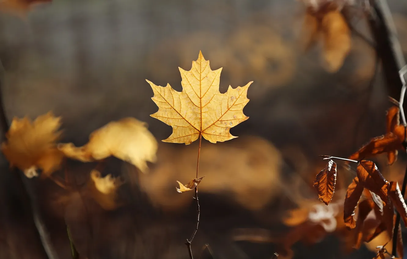 Photo wallpaper autumn, leaves, nature