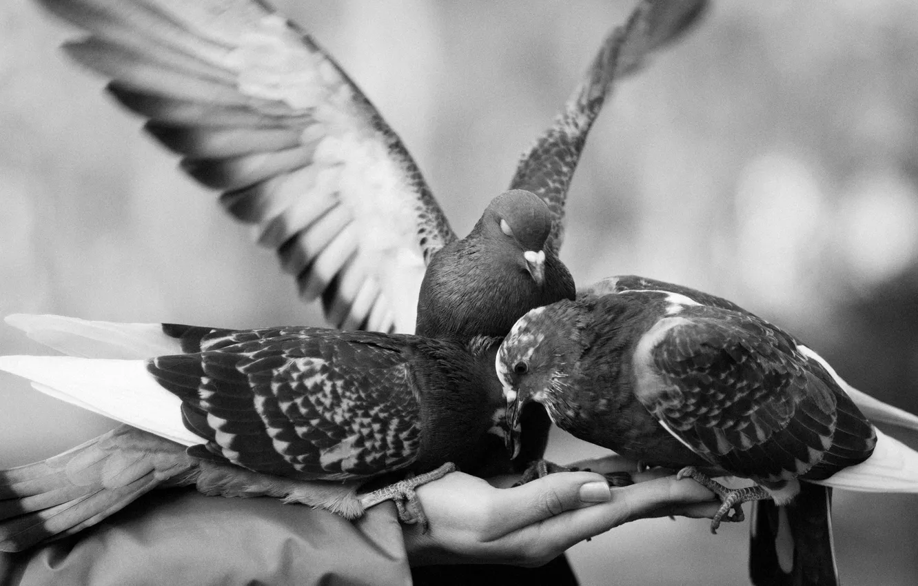 Photo wallpaper bird, frame, hands, pigeons, black and white