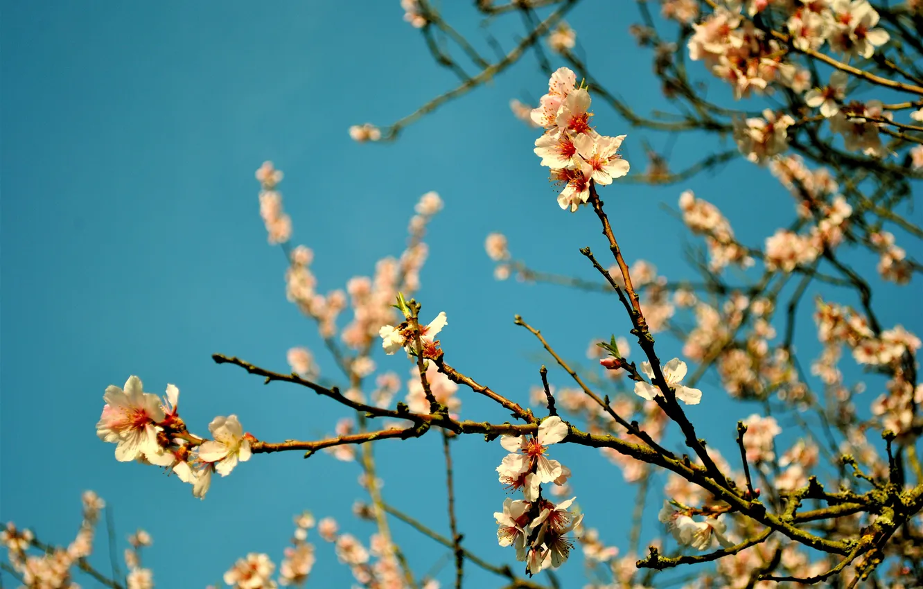 Photo wallpaper the sky, flowers, branches, spring