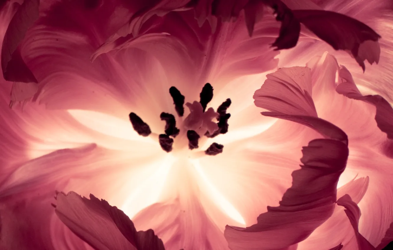 Photo wallpaper macro, flowers, glow, petals, pink, inside