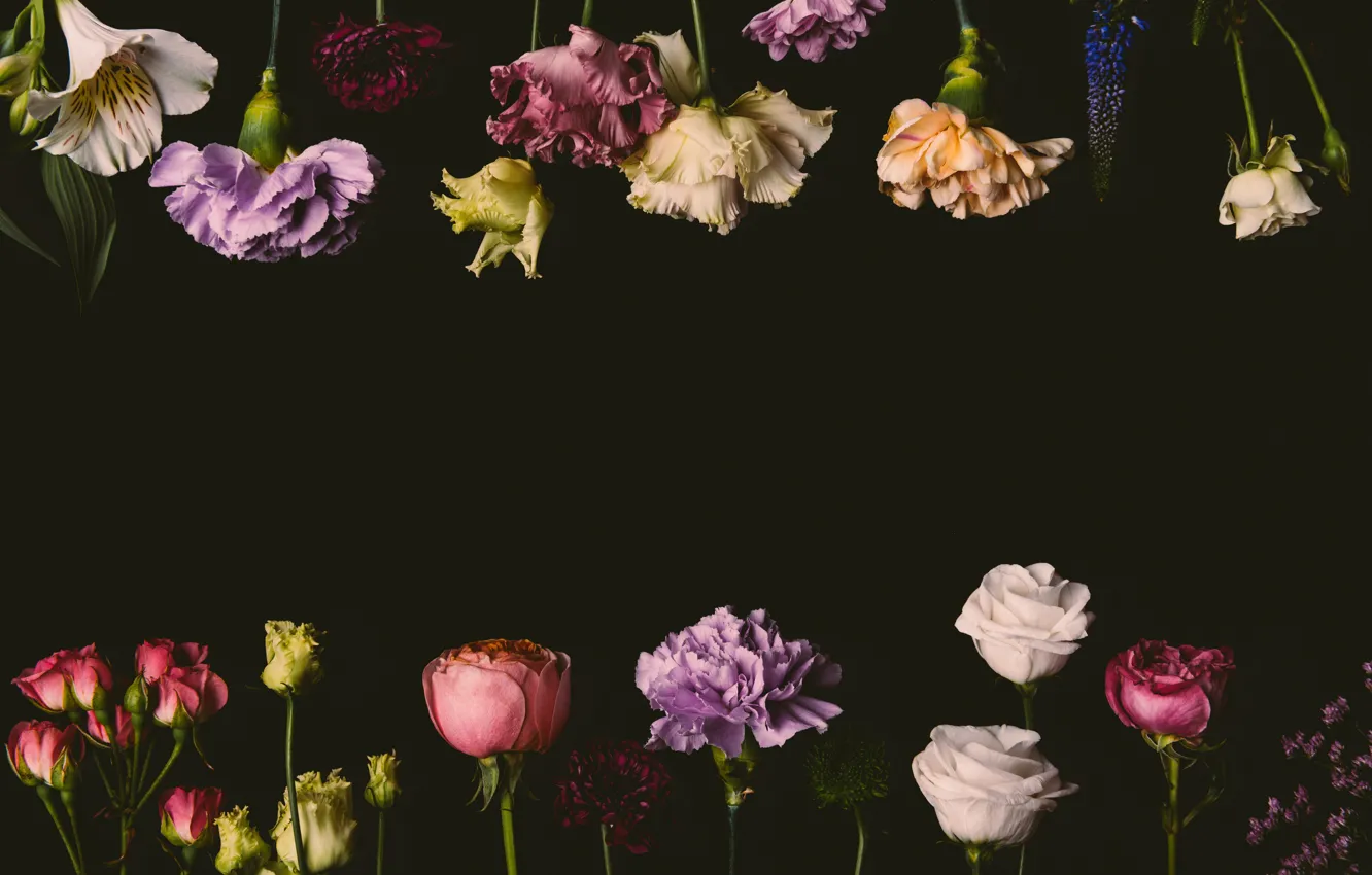 Photo wallpaper flowers, roses, colorful, black background, black, flowers, background, roses