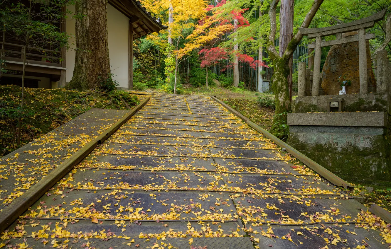 Photo wallpaper road, autumn, leaves, nature, Japan, temple