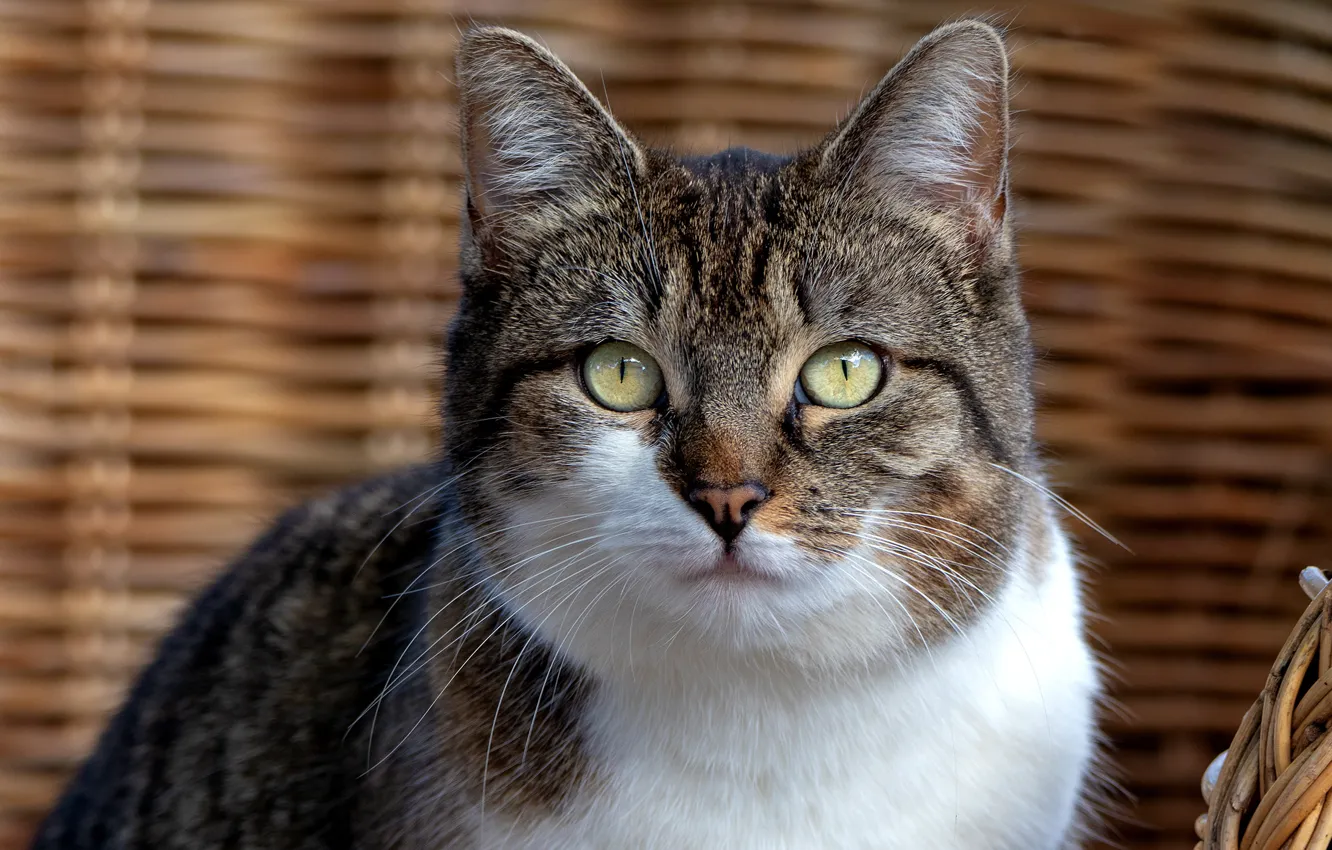 Photo wallpaper cat, cat, look, face, grey, background, basket, portrait