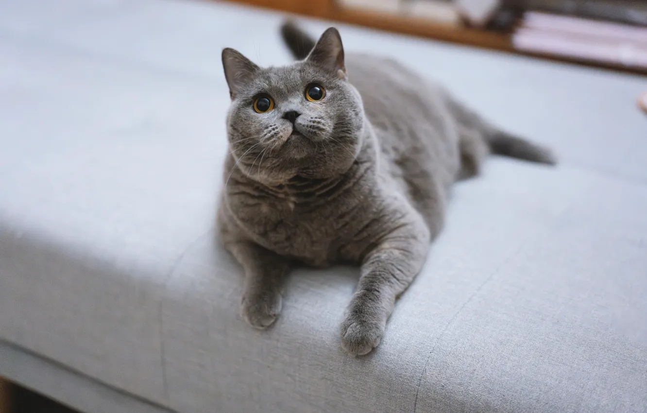 Photo wallpaper cat, cat, look, pose, grey, sofa, legs, lies