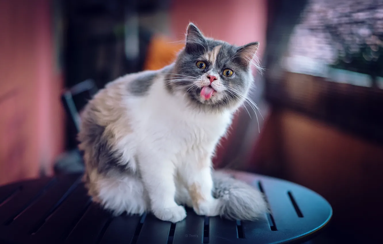 Photo wallpaper language, cat, cat