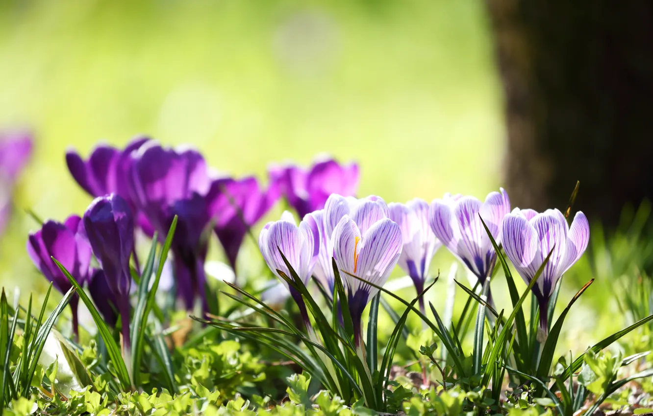 Photo wallpaper glade, spring, purple, crocuses, lilac