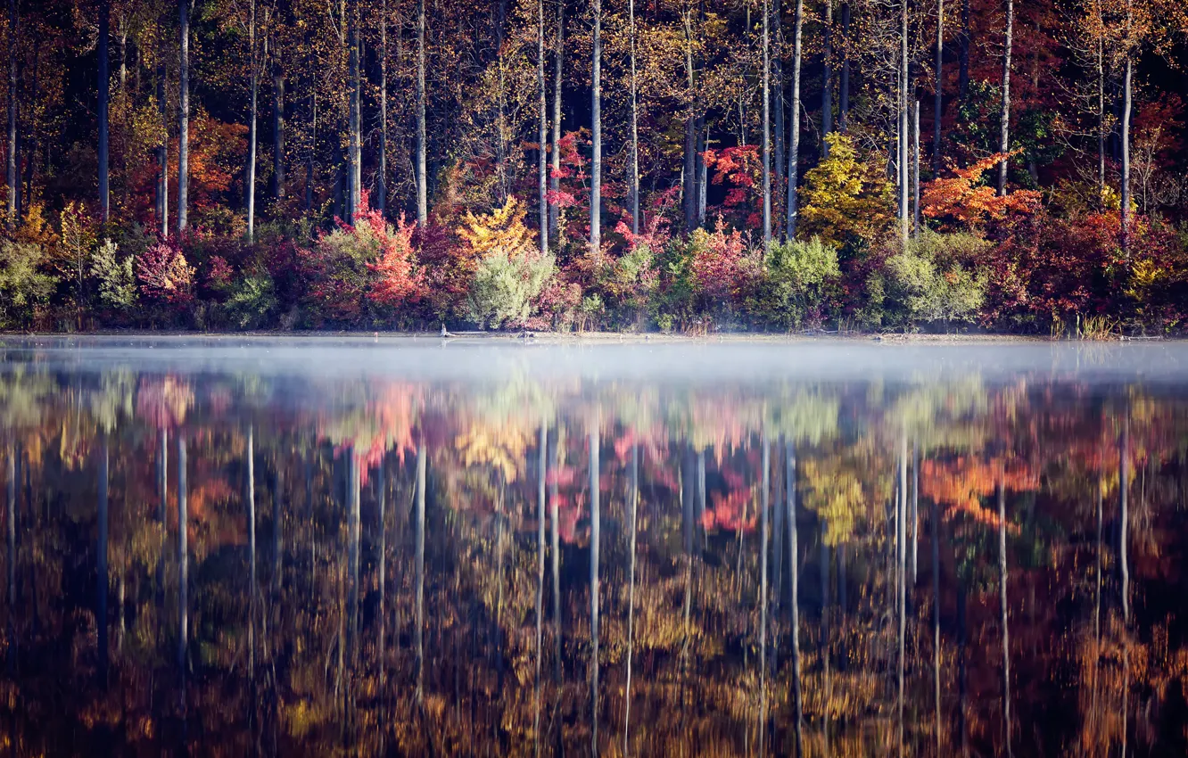 Photo wallpaper autumn, forest, trees, lake, reflection, the bushes