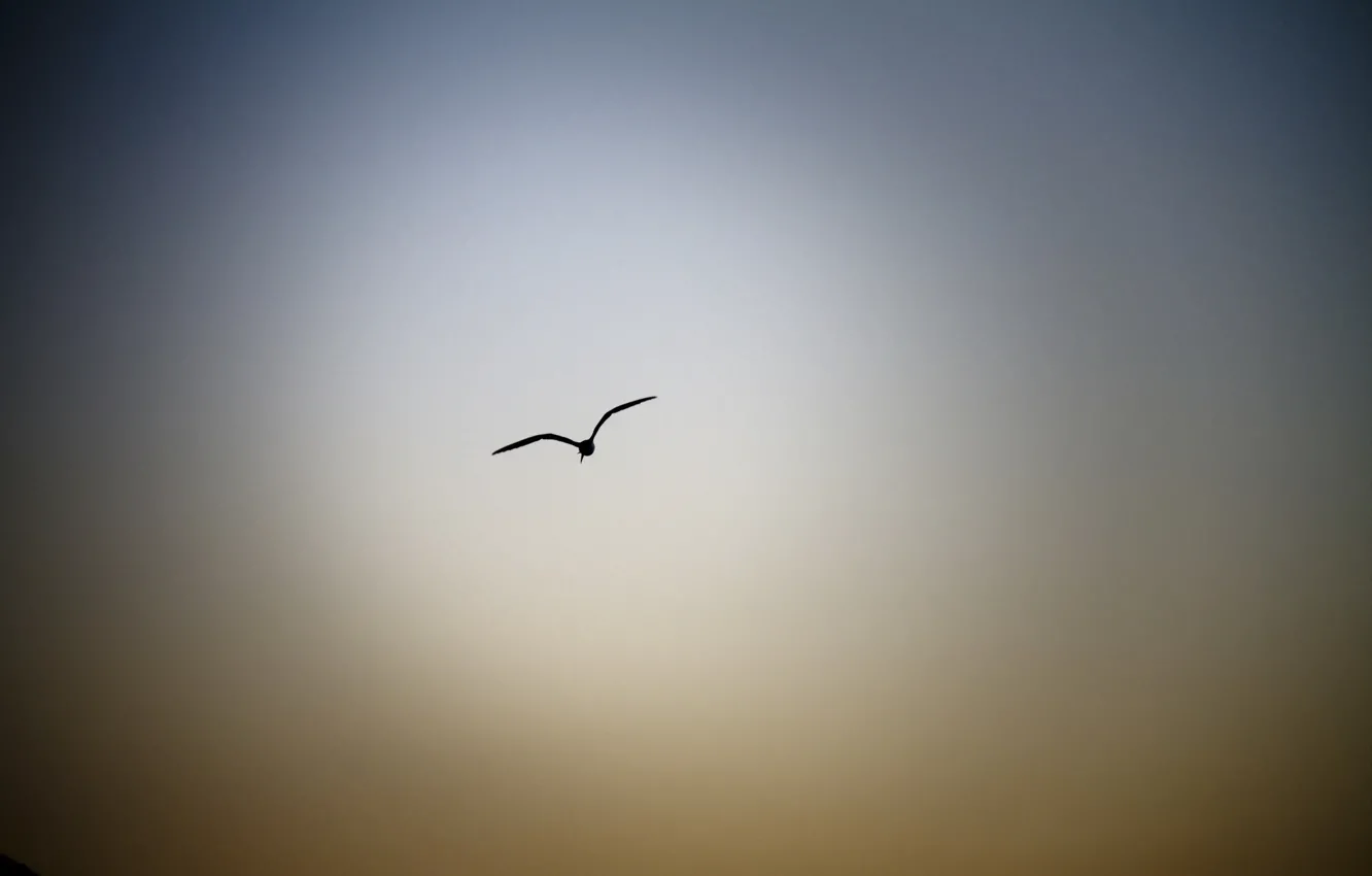 Photo wallpaper the sky, flight, bird
