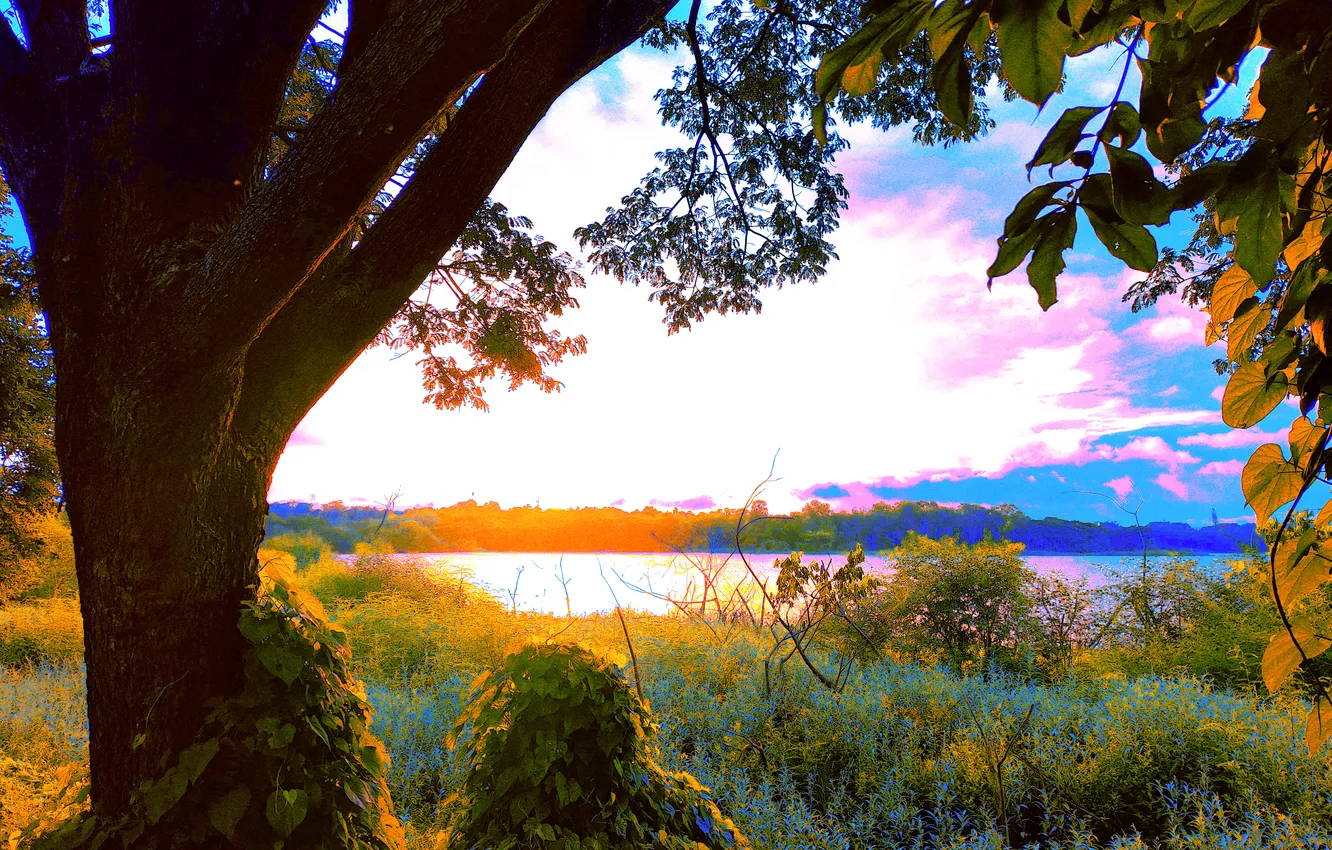 Photo wallpaper sky, trees, water, lake, morning, sun, sunrise, dawn