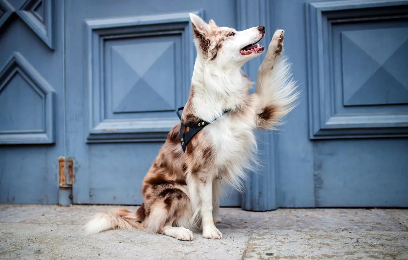 Photo wallpaper each, home, dog