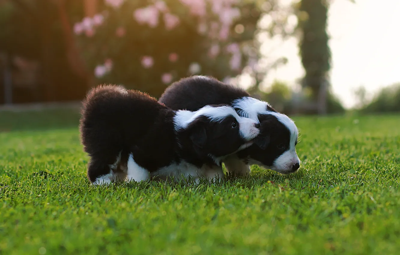 Photo wallpaper look, nature, glade, the game, dog, baby, puppy, black and white