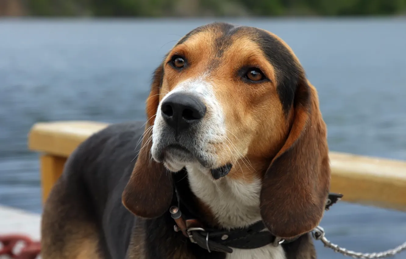 Photo wallpaper look, each, dog, the suit, sad