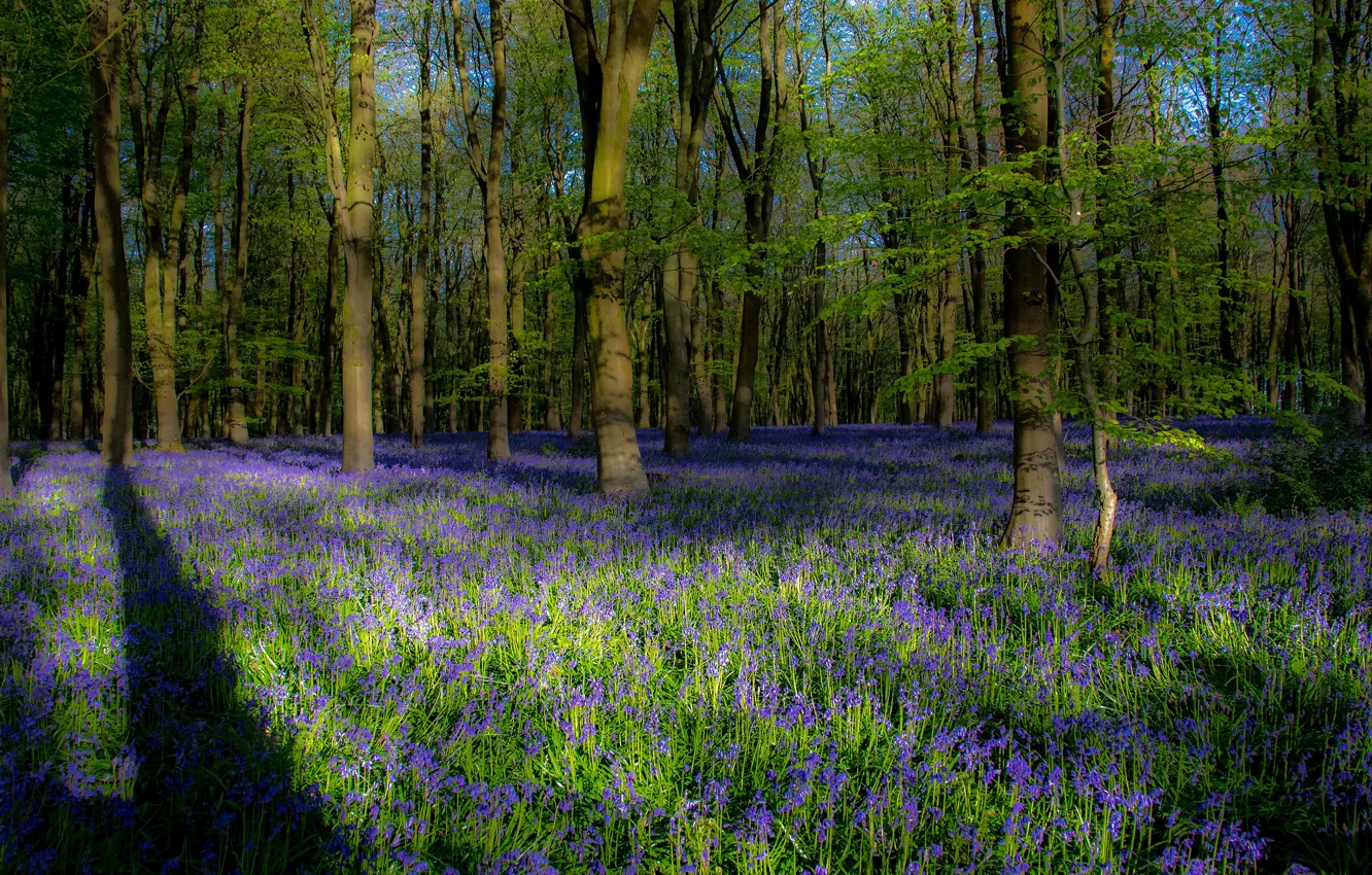 Photo wallpaper greens, forest, light, trees, flowers, branches, glade, foliage