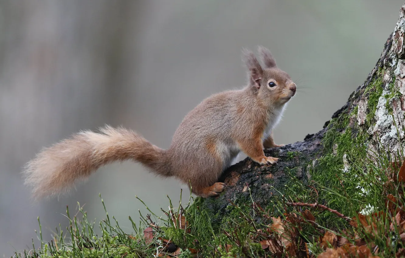 Photo wallpaper grass, nature, protein, red