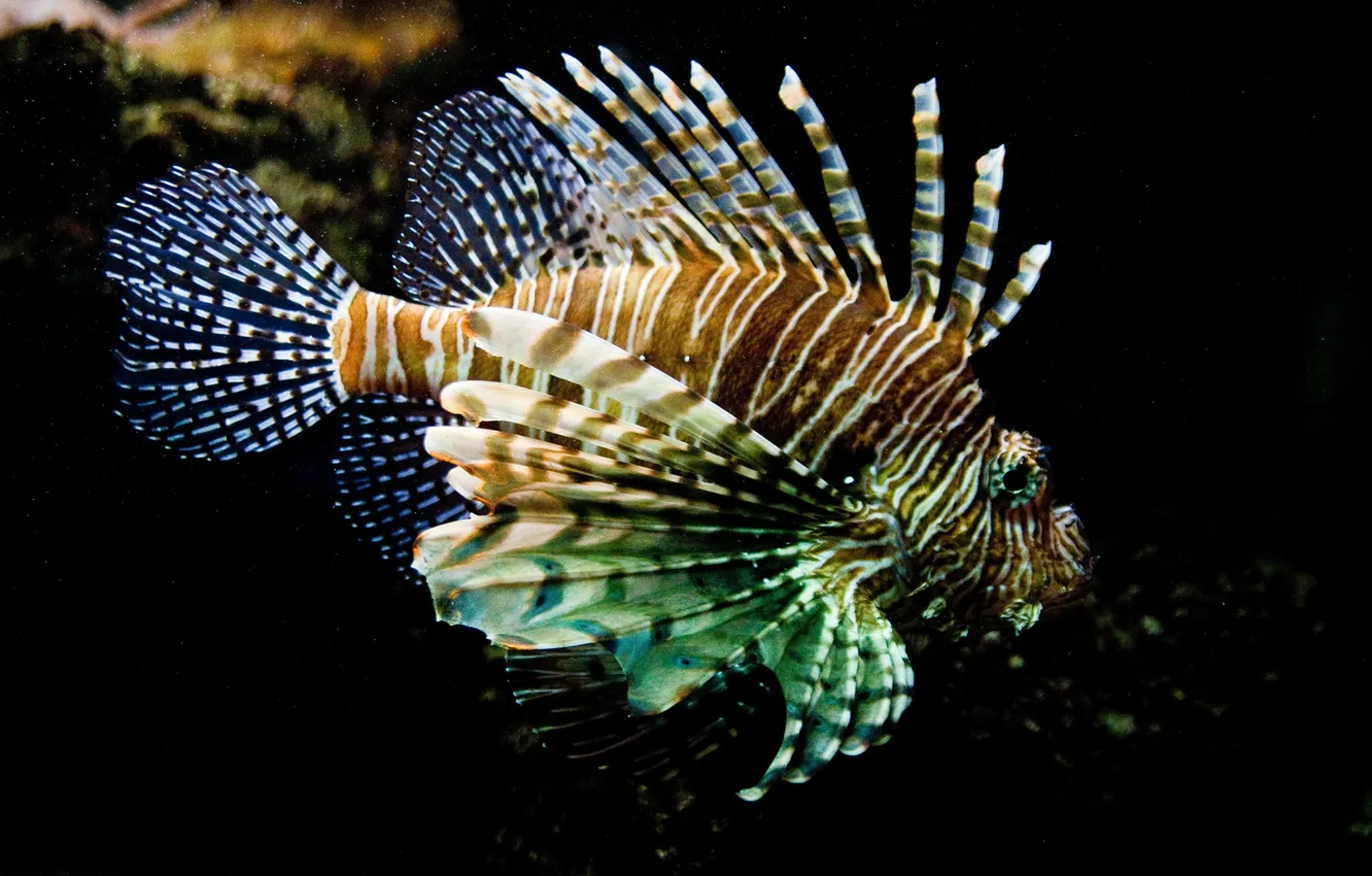 Photo wallpaper sea, water, fish, striped, lionfish, poisonous