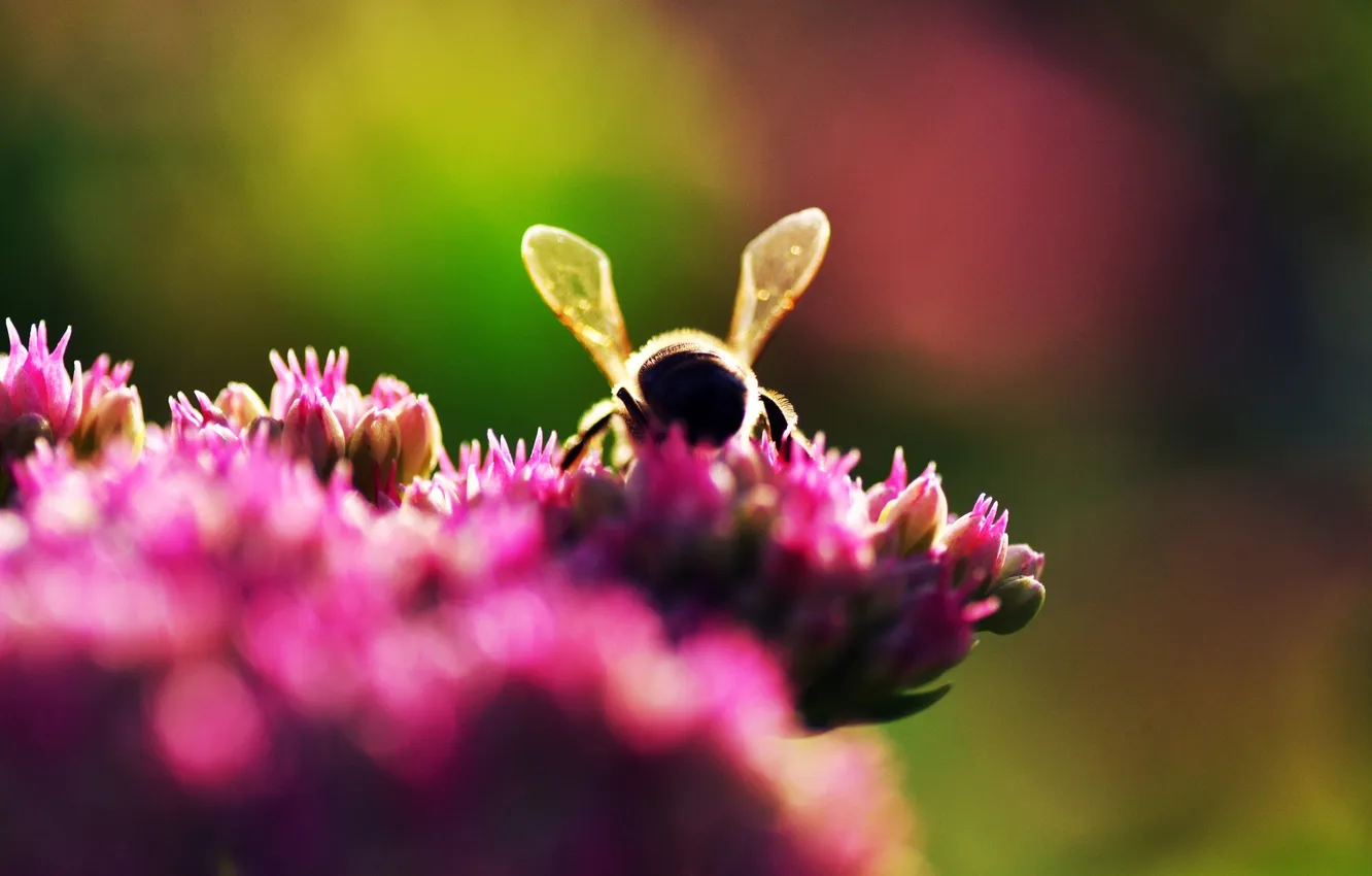 Photo wallpaper macro, flowers, nature, photo, bee, Wallpaper, plant, bokeh
