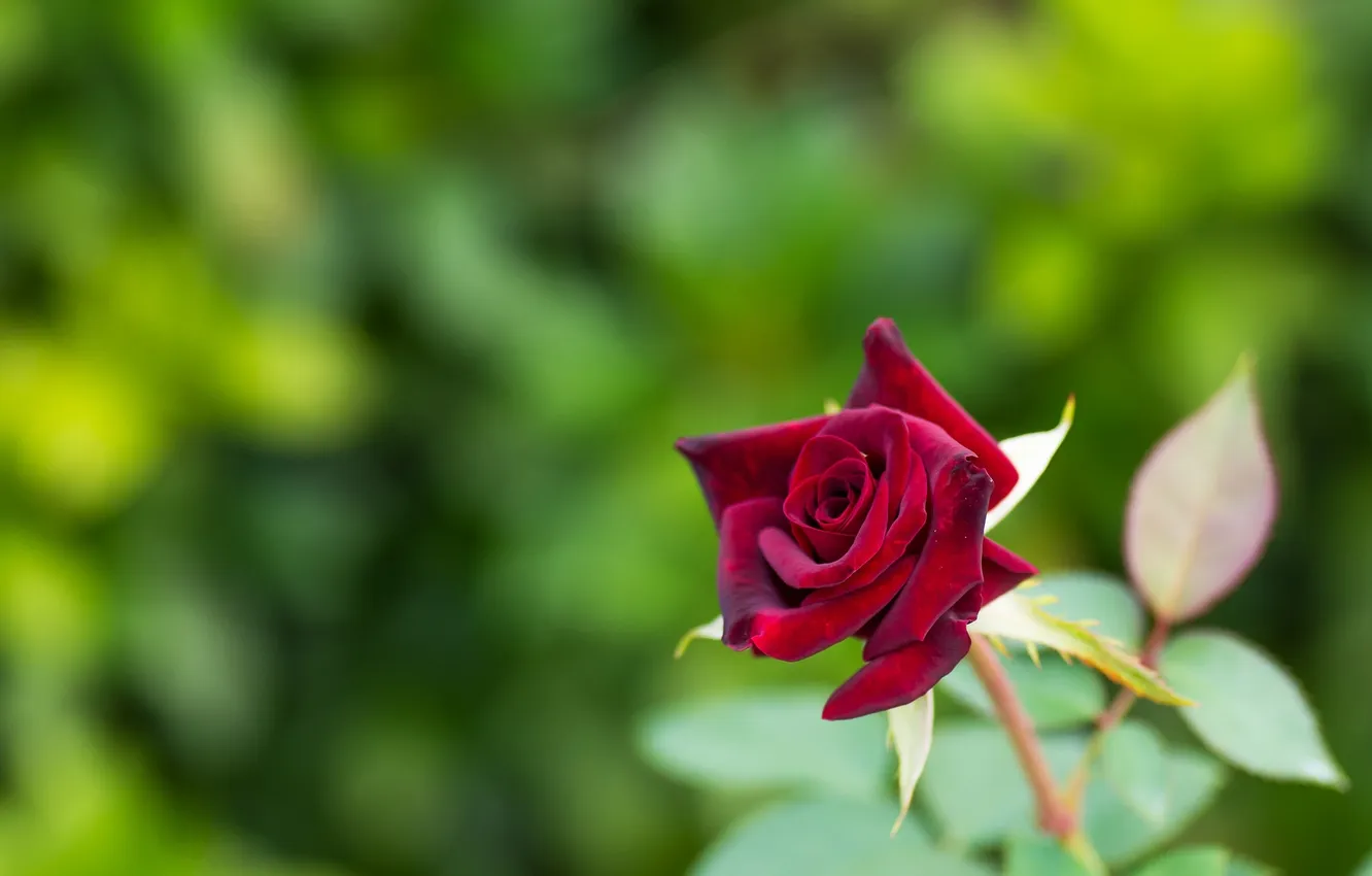 Photo wallpaper macro, roses, buds