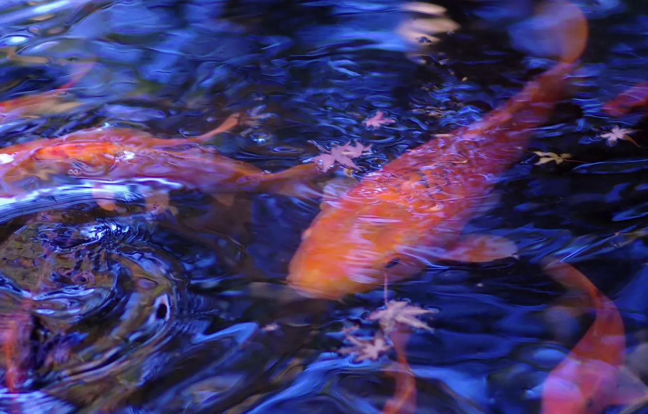 Photo wallpaper water, nature, fish