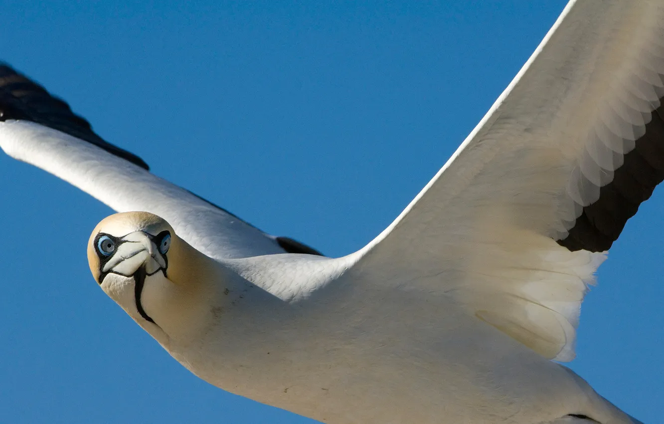 Photo wallpaper flight, bird, wings, Seagull, beak, seagull