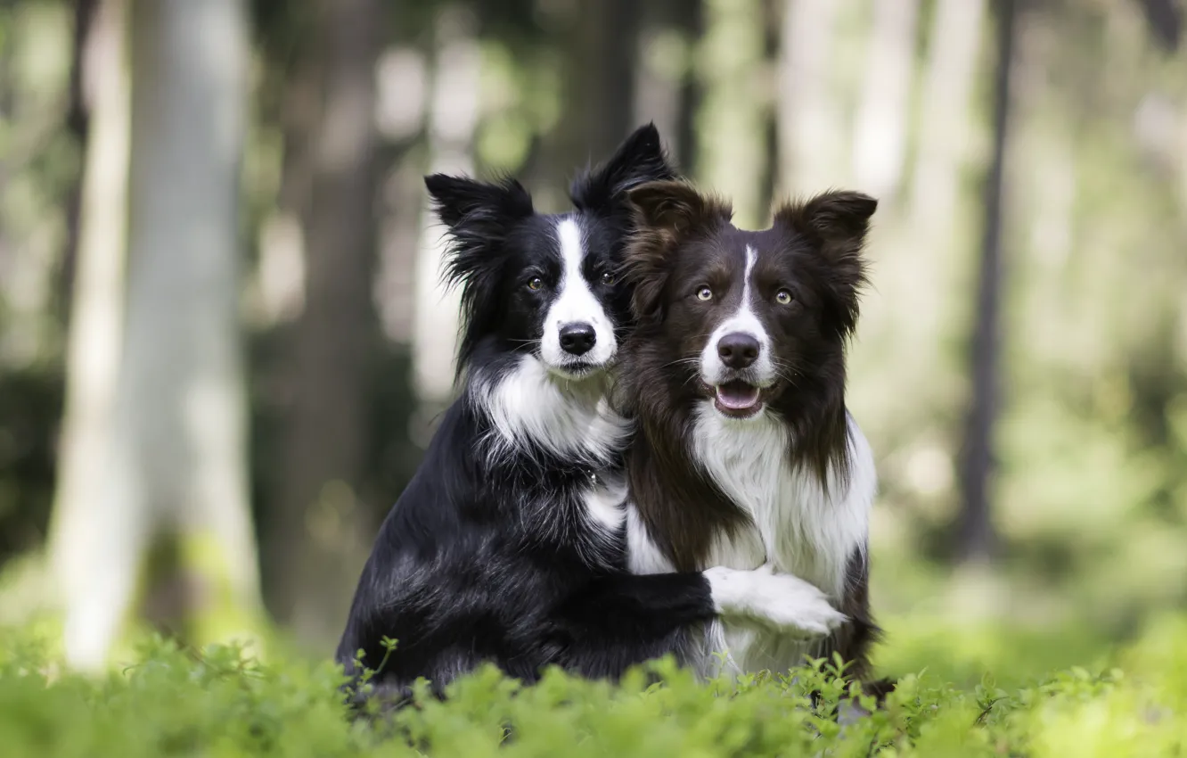 Photo wallpaper dogs, nature, a couple, friends, bokeh, two dogs, hugs, The border collie