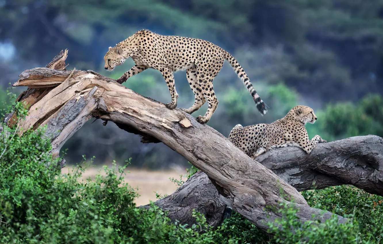 Photo wallpaper predators, wild cats, a couple, cheetahs, driftwood