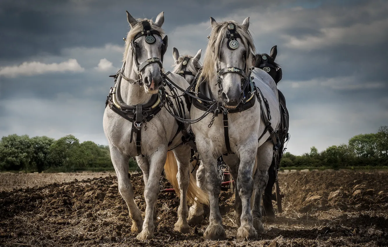 Photo wallpaper work, horses, arable land