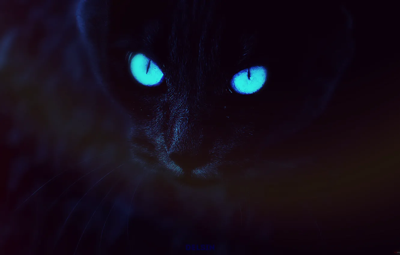 Photo wallpaper cat, dark blue background, Delsin