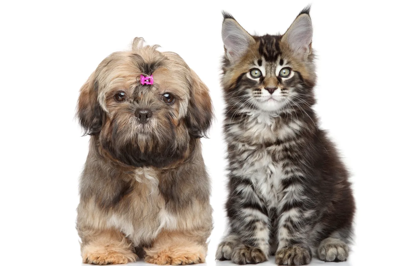 Photo wallpaper cat, cat, dog