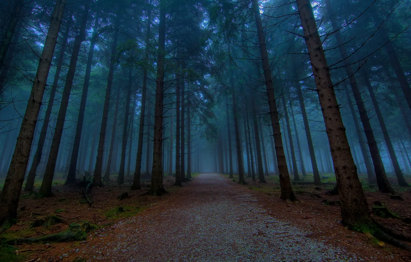 Photo wallpaper forest, fog, darkness