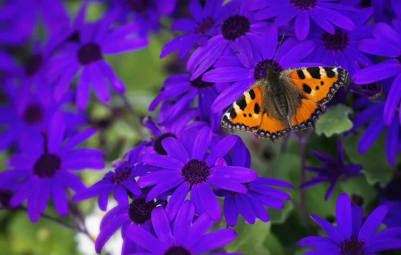 Photo wallpaper summer, macro, flowers, butterfly, Bush, garden, purple, insect