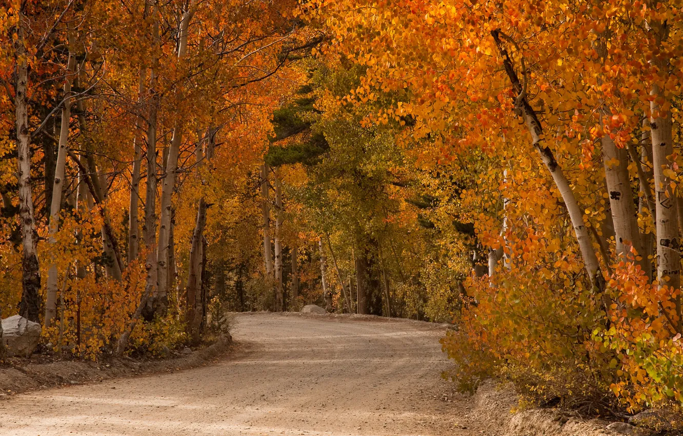 Photo wallpaper road, trees, paint, Autumn, September, poplar ominously