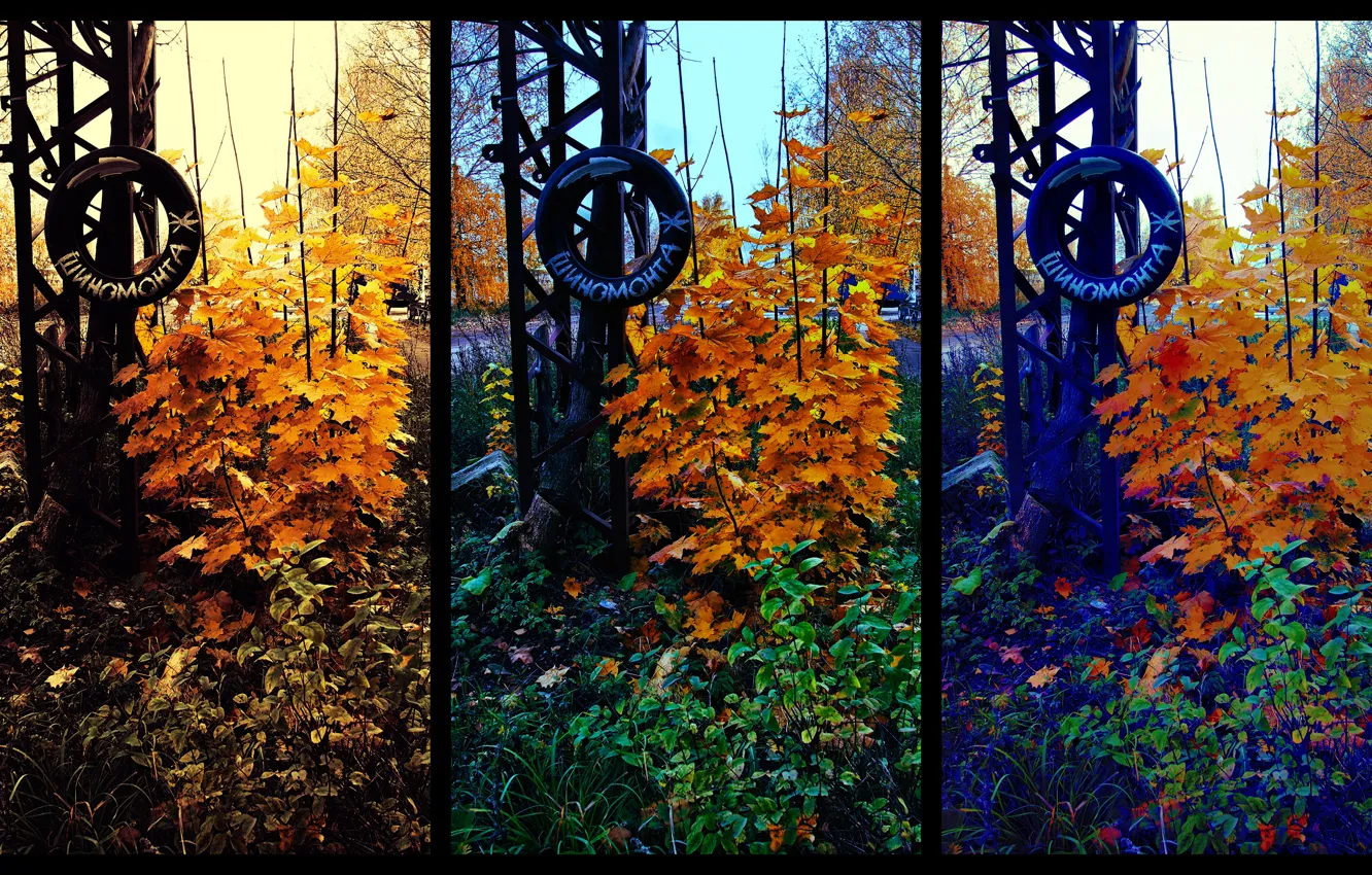 Photo wallpaper Photo, Yellow, Autumn, Trees, Wheel, The bushes, Color, Foliage