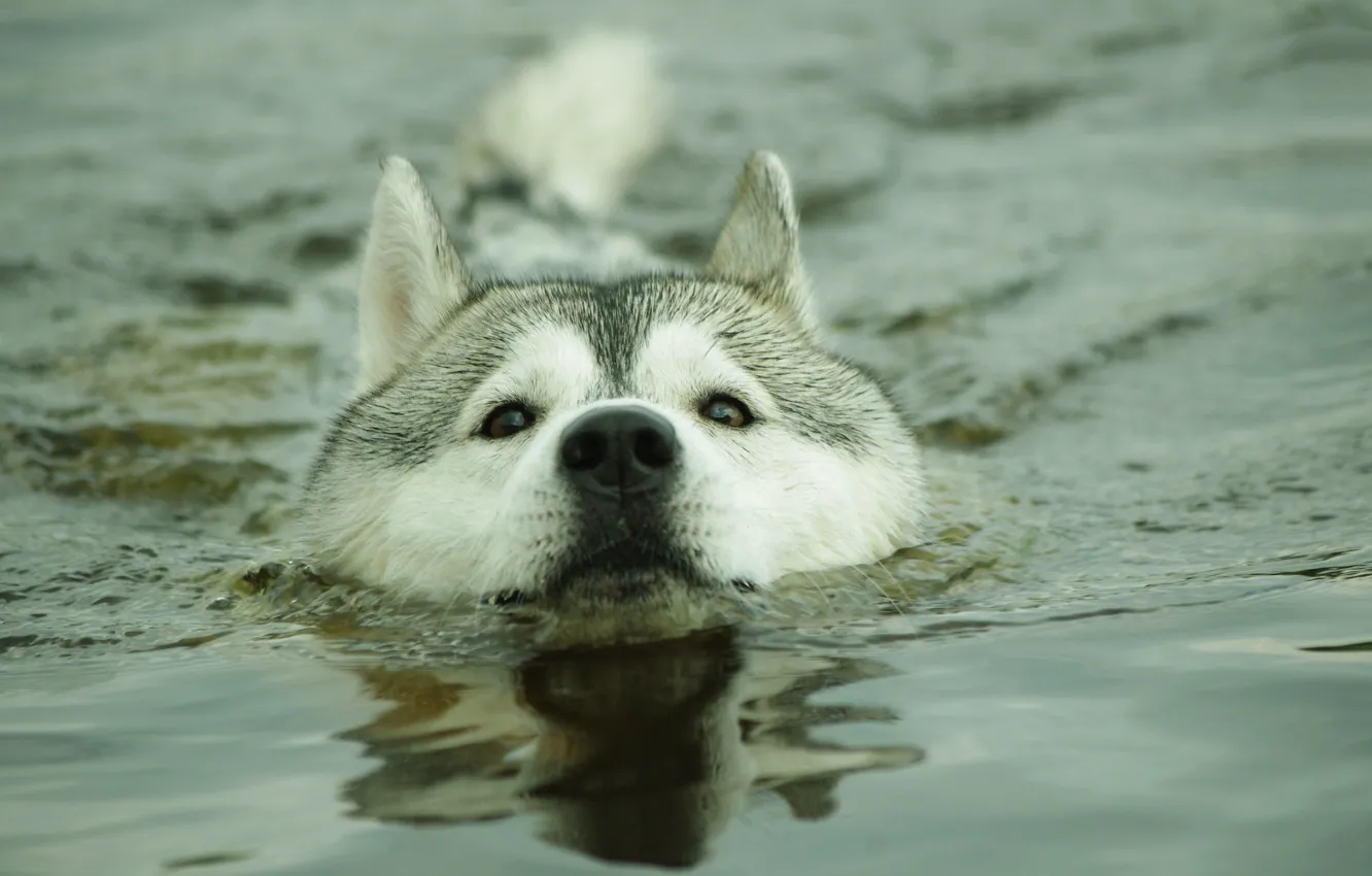 Photo wallpaper face, dog, swimmer, floats
