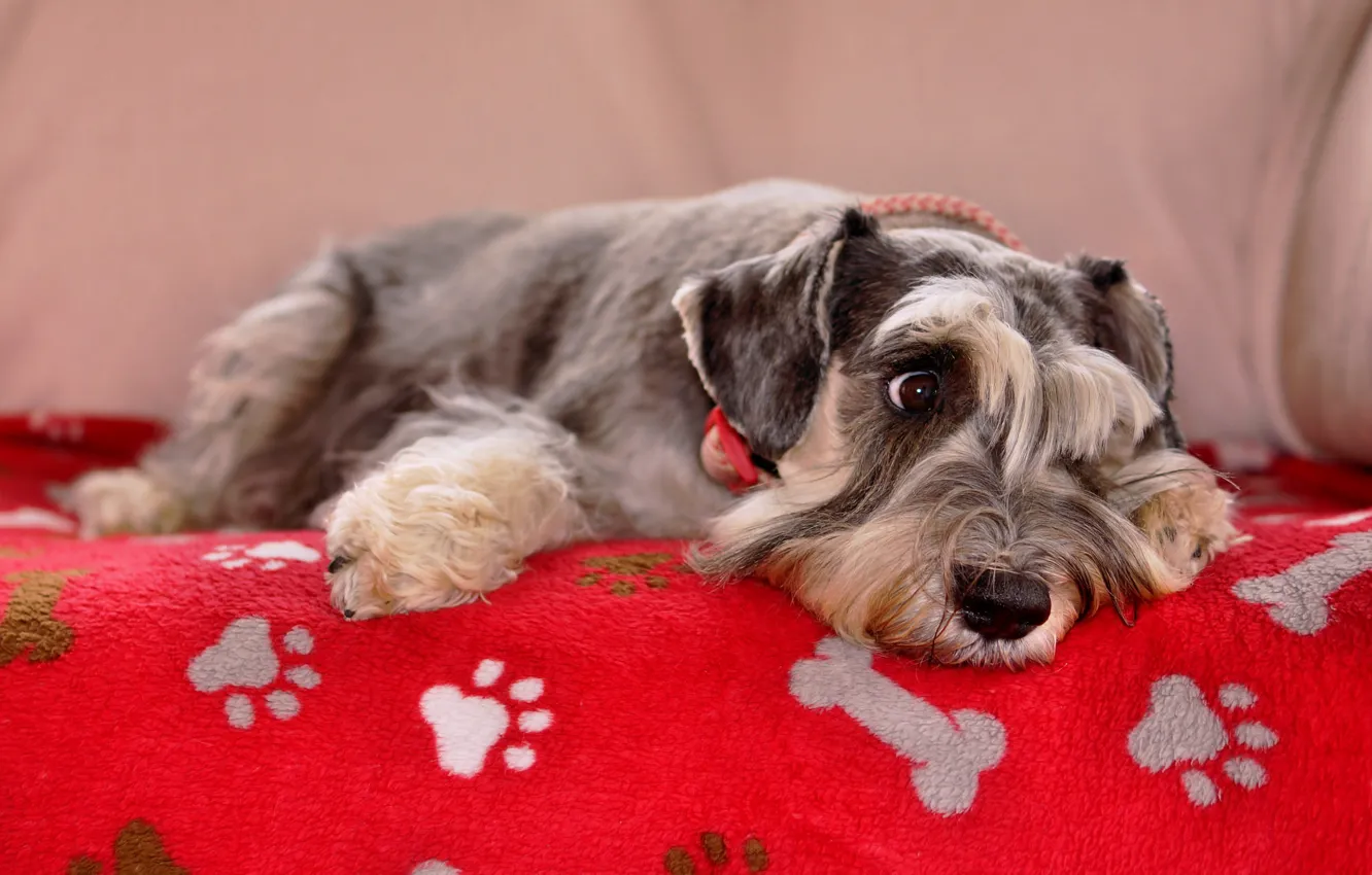 Photo wallpaper look, home, dog