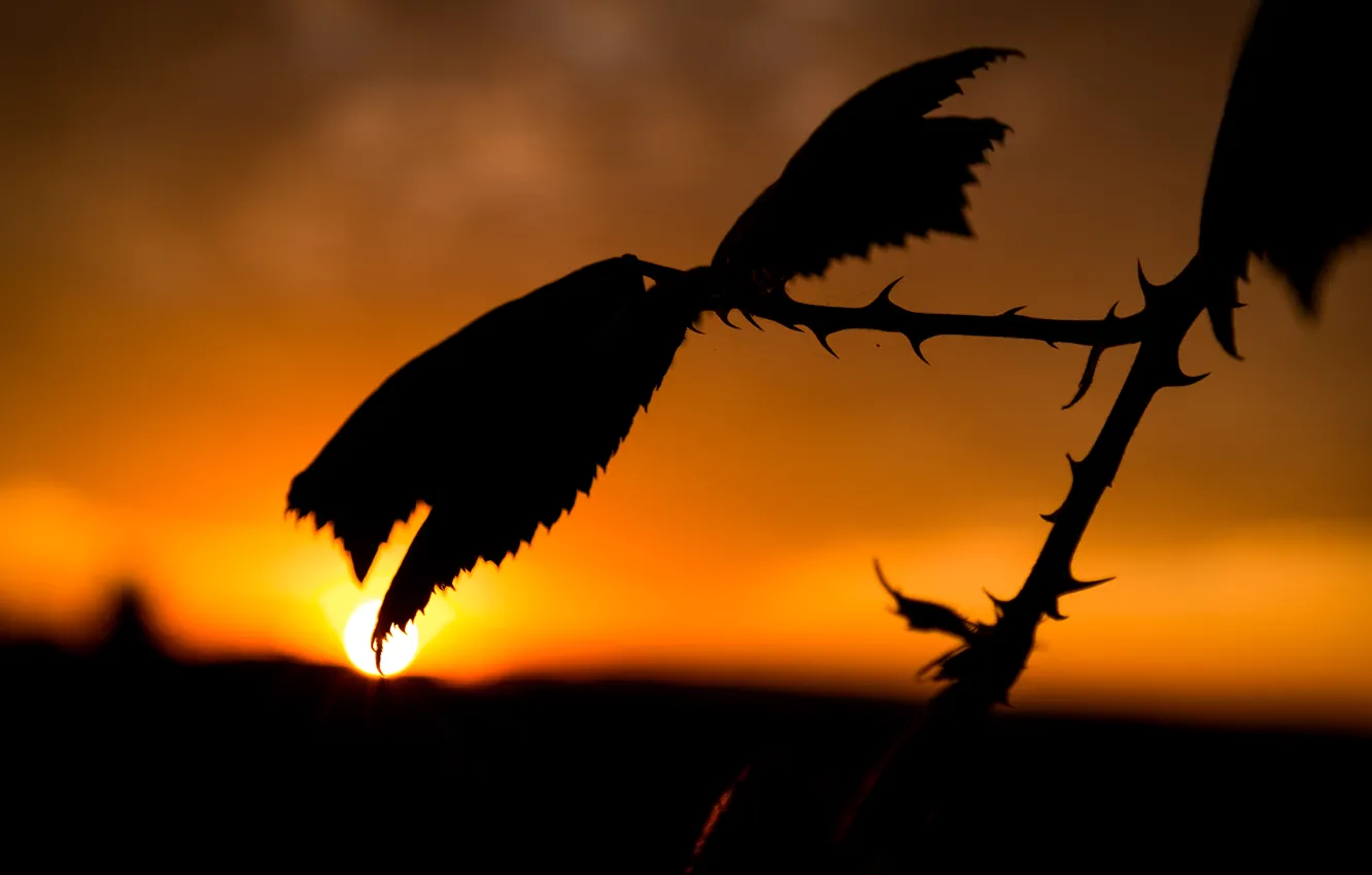 Photo wallpaper sunset, autumn, leaves, evening