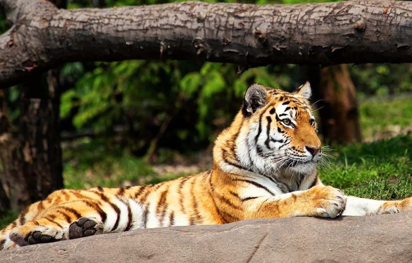 Photo wallpaper greens, summer, look, trees, tiger, pose, stones, stay