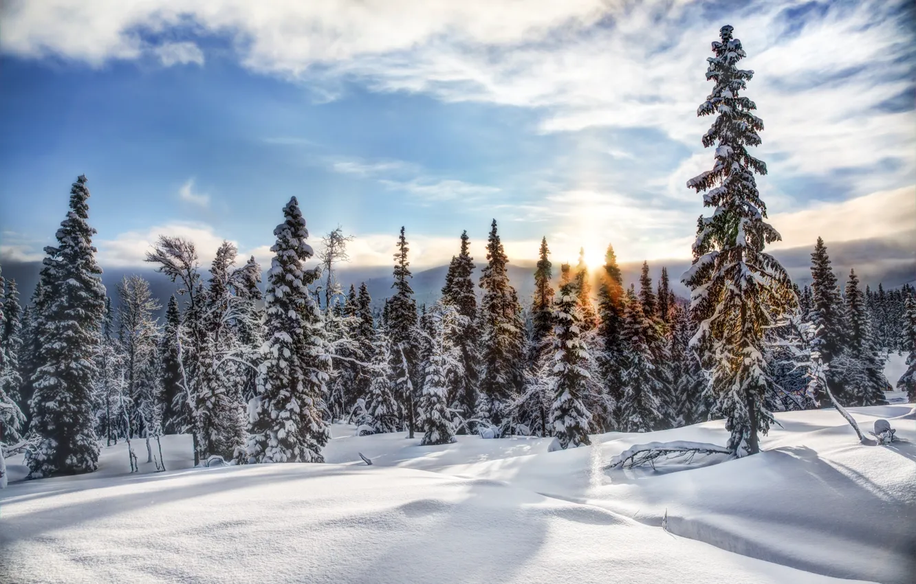 Photo wallpaper winter, forest, snow, trees, ate, Norway, Norway, Trysil