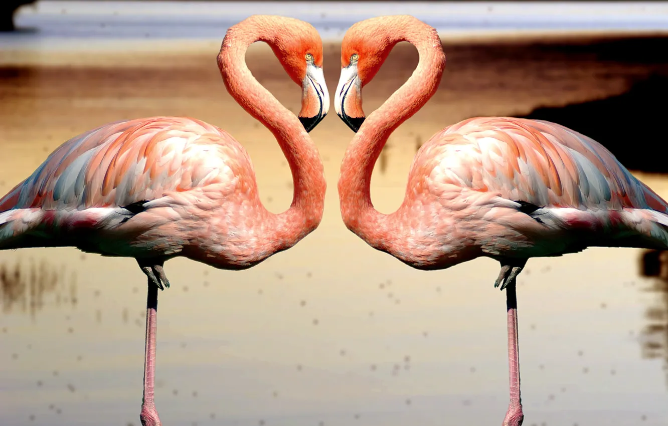 Photo wallpaper landscape, birds, flemish, two pink flamingo standing on waters