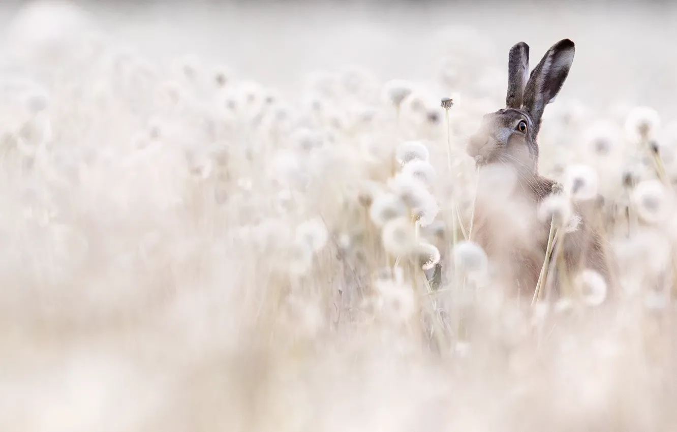 Photo wallpaper field, nature, hare, dandelions, light background